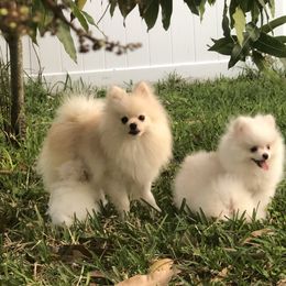 Carl - Pomeranian