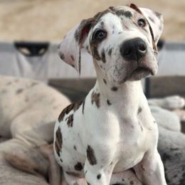 Bay Breeze - Great Dane puppy from Not So Dainty Danes