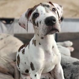 Bay Breeze - Great Dane puppy from Not So Dainty Danes