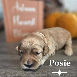 Posie - Golden female Cockapoo puppy in Rutherford County, North Carolina from Simply Grace Farms