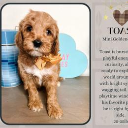 Toast - Red  male Goldendoodle puppy in Hilton, New York from The House of Goldendoodle