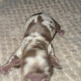 Magnolia - Dapple female Dachshund puppy in Connersville, Indiana from MoonShine Babies