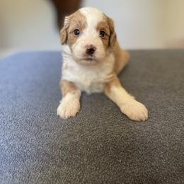 Bernedoodle Puppies from Sweet Pea Bernedoodles