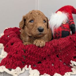 Happy - Red  male Poodle puppy in Mongomery, Texas from Celestial Jewels Poodles