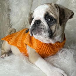 Great Danes and Pugs from WV Furkids