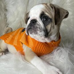 Great Danes and Pugs from WV Furkids