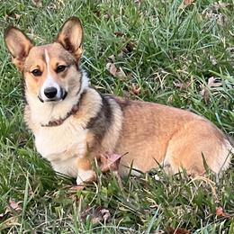 Nugget - Sable female Pembroke Welsh Corgi puppy in Ocala, Florida from Dolan Farms Corgis