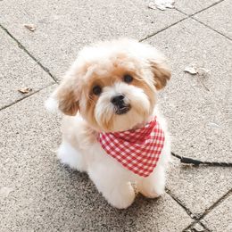 Companion Cross Puppies from Habibi Bears