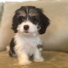 Cheyenne - female Companion Cross puppy in Grottoes, Virginia from Wendy’s Maltese & Cavamalts of Virginia