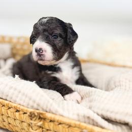 Popscicle - Blue merle female Bernedoodle puppy in New Harmony, Indiana from Cottonwood Farms