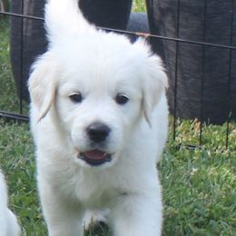Golden Retriever Puppies from NorthCoastGoldenRetrieversLLC