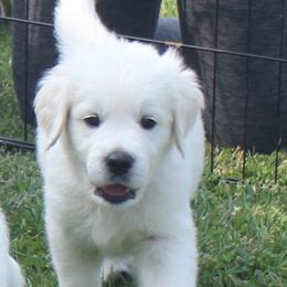 Golden Retriever Puppies from NorthCoastGoldenRetrieversLLC