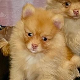 Flareon - Orange sable female Pomeranian puppy in Bentonville, Arkansas from Hummingbird & Fox
