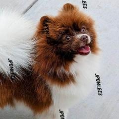 Mochi - Pomeranian