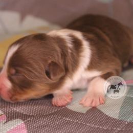 Spookley - Red tri-color male Australian Shepherd puppy in Colorado Springs, Colorado from Dawn 2 Dusk Ranch