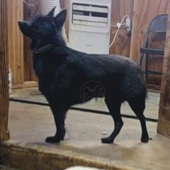 Blueberry-active - Schipperke