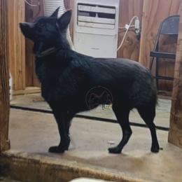 Blueberry-active - Schipperke