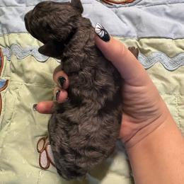 Merle male - Merle male Goldendoodle puppy in Maineville, Ohio from Danielle's Doodles