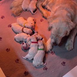 Orange Collar Girl - Light golden female Golden Retriever puppy in Cleveland, Georgia from JLB's Yonah Goldens