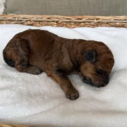 Boy 4 - Red  male Goldendoodle puppy in Valley Farms, Arizona from Gall’s Doodle Ranch