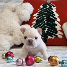 Tackle - Cream male French Bulldog puppy in Shields, Michigan from Mid-Michigan Frenchies