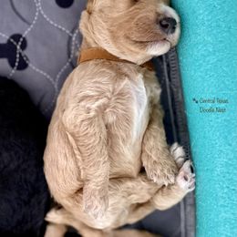 Goldendoodle Puppies from Central Texas Doodle Nest Kennel
