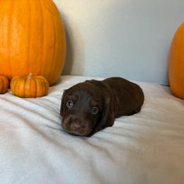 Boy 2 - Chocolate male Dachshund puppy in Modesto, California from Torres Dachshunds