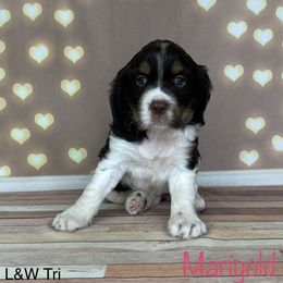 Marigold - English Springer Spaniel puppy in Pine Island, Minnesota from Country Breeze Springer Spaniels