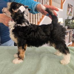 Chinese Crested and Scottish Deerhound Puppies from ConeraIsles Kennel