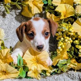 Ridley - White and tan male Russell Terrier puppy in Sandown, New Hampshire from Patch Wood Irish Jacks