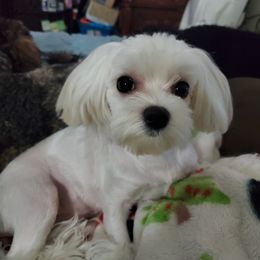 Maltese, Maltipoo, and Morkie All Grown Up from The Aristocratic Puppy Patch