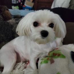 Maltese, Maltipoo, and Morkie All Grown Up from The Aristocratic Puppy Patch