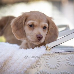 Thumper - Cream male Dachshund puppy in Excel, Alabama from CJ’s Little Palace