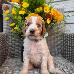 Crema (turquoise collar) - Parti female Poodle puppy in Plainfield, New Jersey from Caris Paws Poodles and Labradoodles
