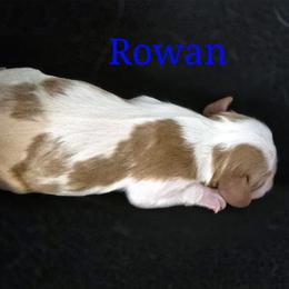 Rowan - Blenheim male Cavalier King Charles Spaniel puppy in Kewaskum, Wisconsin from Moon Dream Cavaliers
