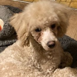 Poodles, Yorkipoos, and Yorkshire Terriers from Pamela's Poodles, Yorkshire Terriers & Designer pups