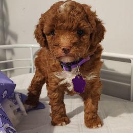 Mini Lavender - Red  female Goldendoodle puppy in Los Molinos Ca, California from Sunshine Sanctuary Doodles
