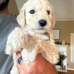 Ms. Purple - Cream female Goldendoodle puppy in Powder Springs, Georgia from Ski Family Doodles
