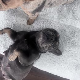 French Bulldog All Grown Up from Dama Hill Frenchies