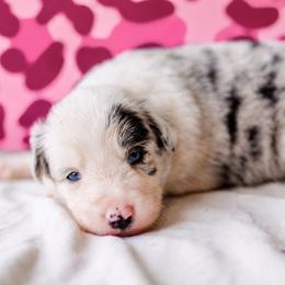 Lily - Blue merle female Border Collie puppy in Opelousas, Louisiana from Zahara Border Collies