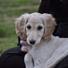 Saluki Puppies from Kushiel Salukis