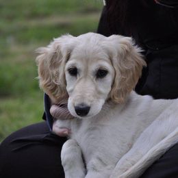 Saluki Puppies from Kushiel Salukis