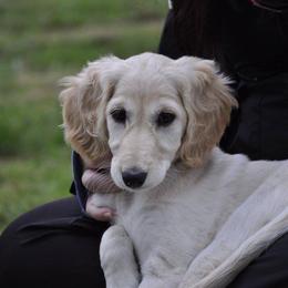 Saluki Puppies from Kushiel Salukis