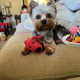 Mimi - Yorkshire Terrier