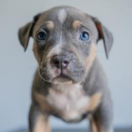 Cape Verde - Blue tri-color female American Bully puppy in Frederick, Maryland from EastSideMarky