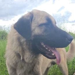 Bowser - Anatolian Shepherd Dog