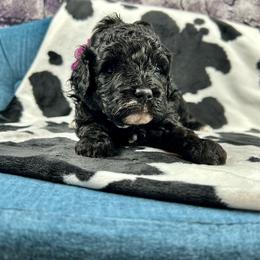 Dorthy - Black female Poodle puppy in Lancaster, Missouri from Cavapoo Acres