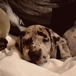 Merlot - Great Dane puppy from Gigantes de Cervantes