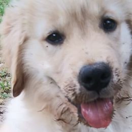 Golden Retrievers and Havanese from Moe's Goldens and HavAntics