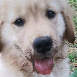 Golden Retrievers and Havanese from Moe's Goldens and HavAntics